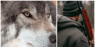 NOAH mener rovviltnemndene vil bryte loven for å skyte ulv