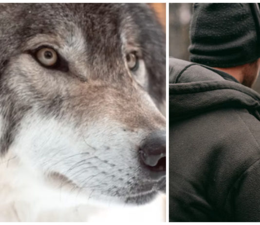 NOAH mener rovviltnemndene vil bryte loven for å skyte ulv