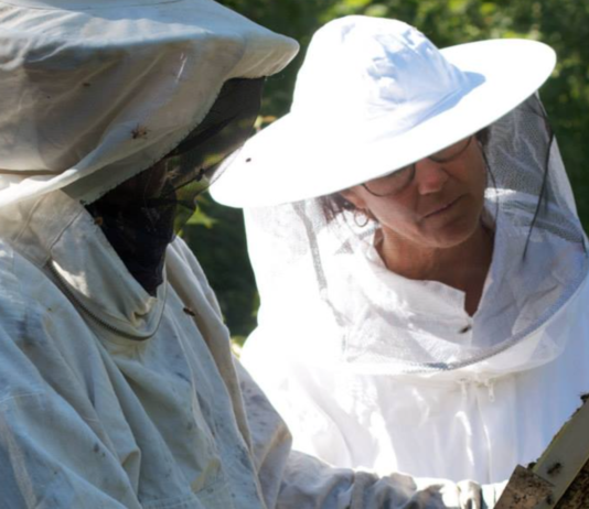 Sprøyting med klopyralid kan gi rester av ugrasmidler i honning