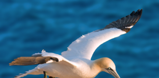 “Svært uheldig plassering med tanke på fugl”. Staten klager på NVE-konsesjon til havvindanlegg