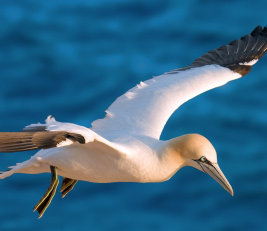 “Svært uheldig plassering med tanke på fugl”. Staten klager på NVE-konsesjon til havvindanlegg