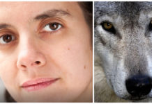 Dyrevernorganisasjoner i retten for å stanse ulvejakt