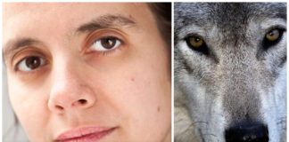 Dyrevernorganisasjoner i retten for å stanse ulvejakt