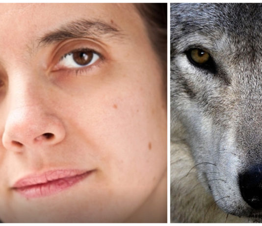 Statsbudsjettet: Regjeringen kutter all støtte til NOAH