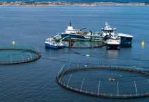 Økt oppdrettsvirksomhet fikk tommel opp fra regjeringen. Feil, sier Sivilombudet