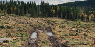 Regjeringa halverer støtten til skogvern