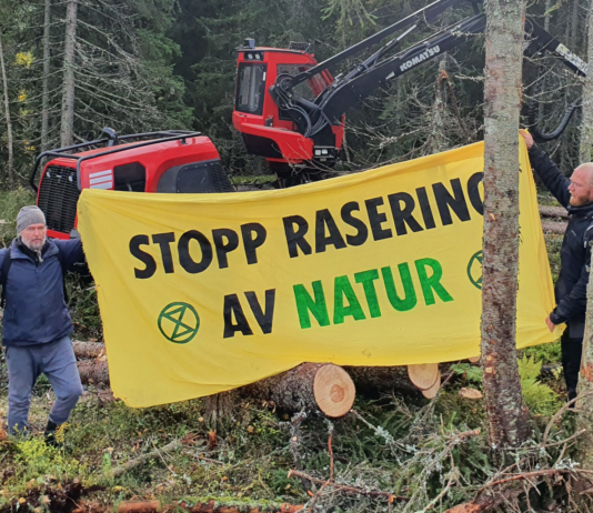 Flatehogst i Oslo-Ringeriksmarka blir forsøkt stanset av aktivister i dag