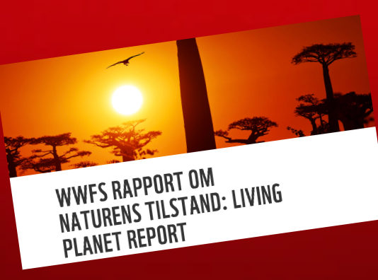 Masseutryddelsen av dyr og natur skjer i rekordtempo: – Naturkrisen er akutt, vi har ingen tid å miste