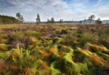 WWF ber lederne satse på naturen som alliert i klimakampen