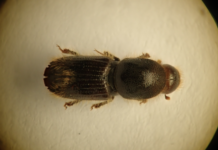 Overraskende insektfunn i Finland