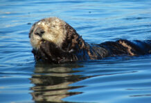 Oter terroriserer surfere i California – stjal surfebrett