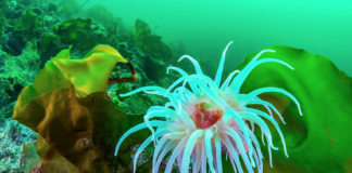 Vitne i Førdefjord-saken: – Å få 10 cm nytt bunnsediment kan ta 430 år