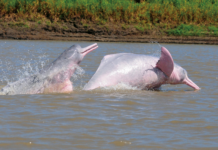 39 grader i vannet kan ha tatt livet av 120 amazonasdelfiner