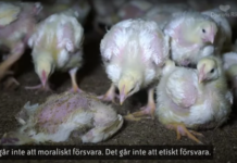 Sterke reaksjoner på svensk kyllingskandale. Nortura er berørt