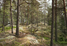 Deler av Østmarka i Oslo og Akershus blir nasjonalpark