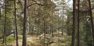 Deler av Østmarka i Oslo og Akershus blir nasjonalpark