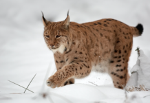 SV vil flytte rovdyr til Sør-Norge