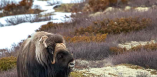 Framtida til moskusen på Hjerkinn i fare. Må kanskje vike for villrein og allemannsretten