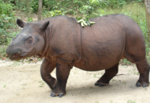 Regnskog, neshorn og girlpower – gode nyheter fra året som er gått