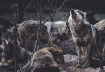 Statlig regissert troféjakt på kritisk truet dyr