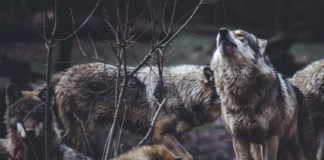 Statlig regissert troféjakt på kritisk truet dyr