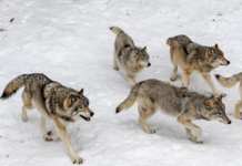 Regjeringen opprettholder vedtak om felling av tre ulveflokker