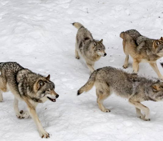 Regjeringen opprettholder vedtak om felling av tre ulveflokker