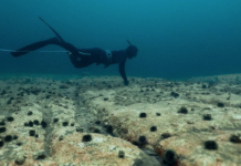 Tar fatt i den glemte naturkrisa: Kråkebolleørken skal bli frodig tareskog igjen Dykking etter kråkeboller.