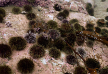 Bellona jubler: Marsjordre for restaurering av tareskogen Kråkebolle.