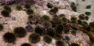 Bellona jubler: Marsjordre for restaurering av tareskogen Kråkebolle.