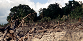 Avskogingen i Brasils Amazonas ble halvert i fjor. Men snur trenden tidsnok? Regnskog i Brasil skadet av brann.
