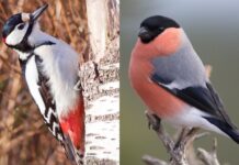 Småfuglene har klart kulda bra, og dompapen har et knallår Flaggspett og dompap.