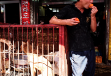 Sør-Korea forbyr hundekjøtt Hunder i bur i Seoul.