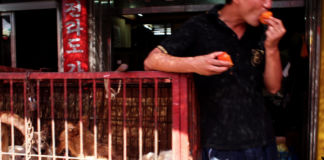 Sør-Korea forbyr hundekjøtt Hunder i bur i Seoul.