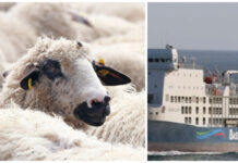 Skip med 16.000 dyr er strandet utenfor Australia. Torsdag er det ventet 42 varmegrader der