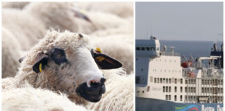 Skip med 16.000 dyr er strandet utenfor Australia. Torsdag er det ventet 42 varmegrader der