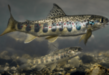 Ny rapport: Store genetiske endringer på villaks