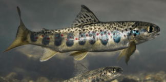 Ny rapport: Store genetiske endringer på villaks