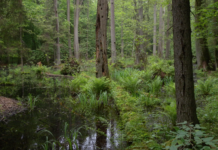 Polen var Europas skogversting – men valget i oktober kan ha snudd en dårlig trend