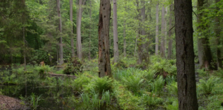 Polen var Europas skogversting – men valget i oktober kan ha snudd en dårlig trend