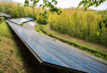 Storskala solkraftutbygging i Norge kan øke avskoging med opptil 70 %