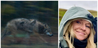 Den uforsvarlige ulvejakta