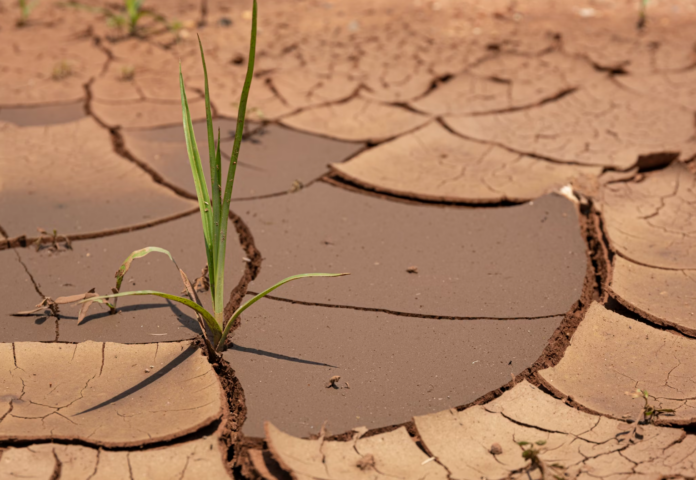 Tørke. Afrika. Drought.