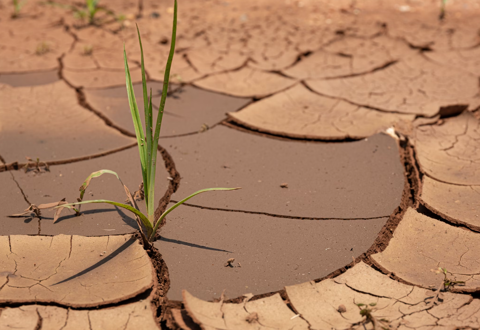 Tørke. Afrika. Drought.