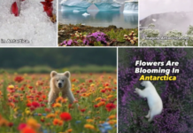 Feil: Dette er ikke Antarktis Skjermdumper, TikTok. Faktisk.