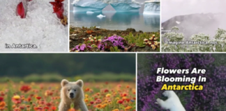 Feil: Dette er ikke Antarktis Skjermdumper, TikTok. Faktisk.