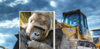 De store apene i Afrika betaler en høy pris for det grønne skiftet Gorilla. Bulldozer.