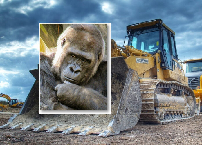 Gorilla. Bulldozer.