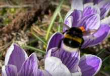 Hvor ender dette? Kraftig insektsnedgang år for år i Norge Humle. Naturpress.