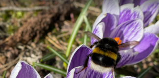 Hvor ender dette? Kraftig insektsnedgang år for år i Norge Humle. Naturpress.